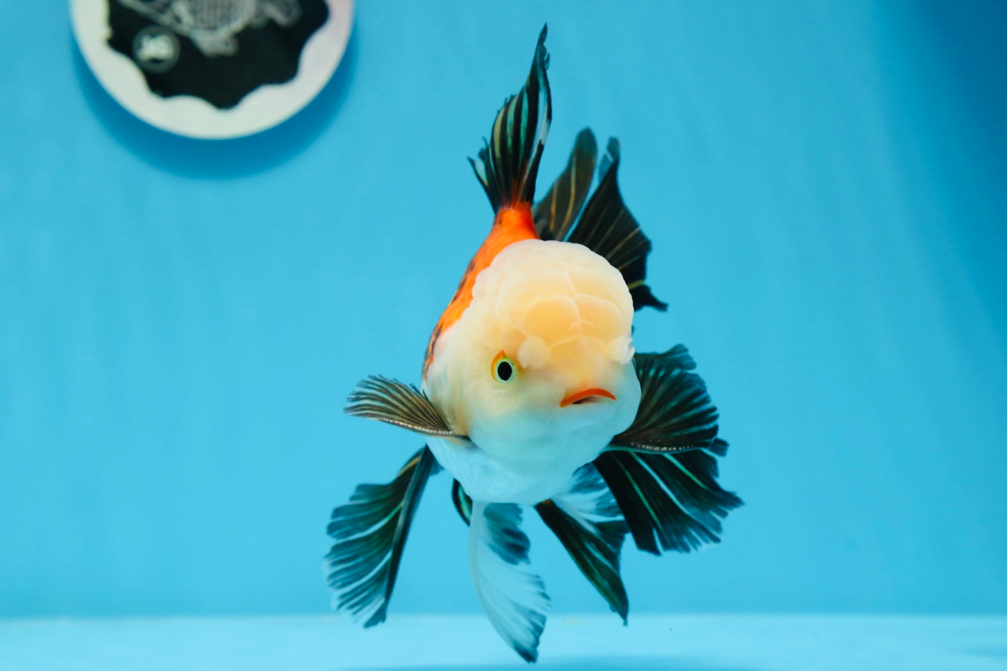 AAA Grade Tricolor Oranda Male 5.5 inches #0830OR_13