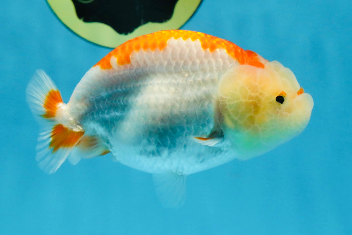 AAA Grade Red White LionQueen 4 inches #103125LC_24