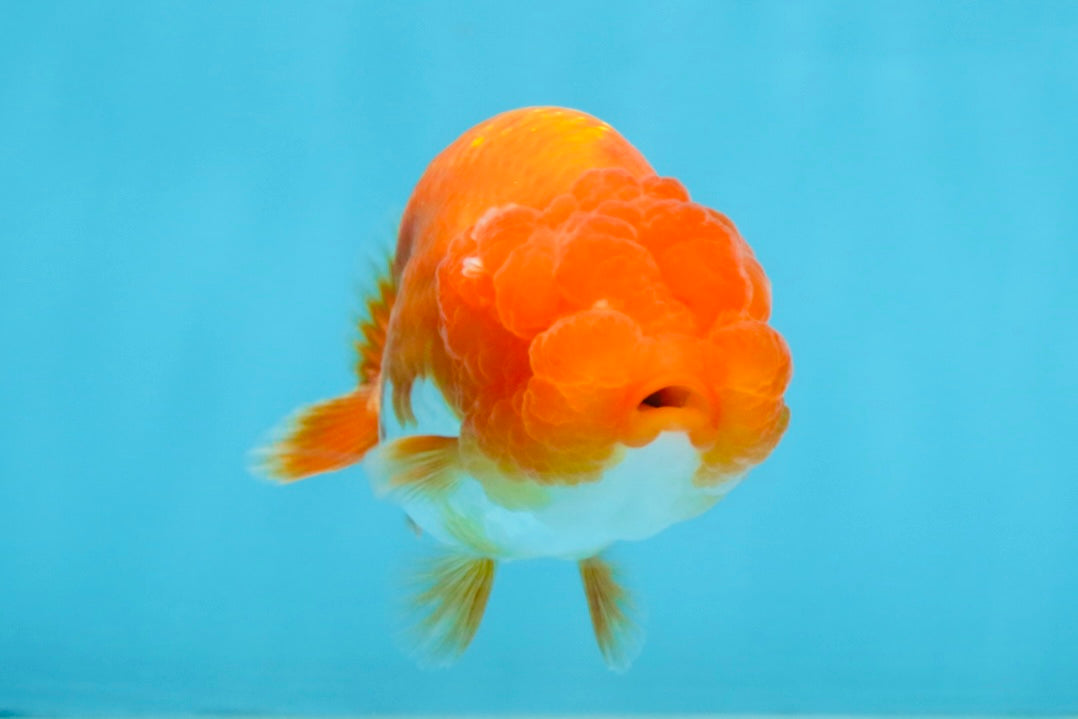 A Grade Red White LionQueen 4 inches #112125LC_14