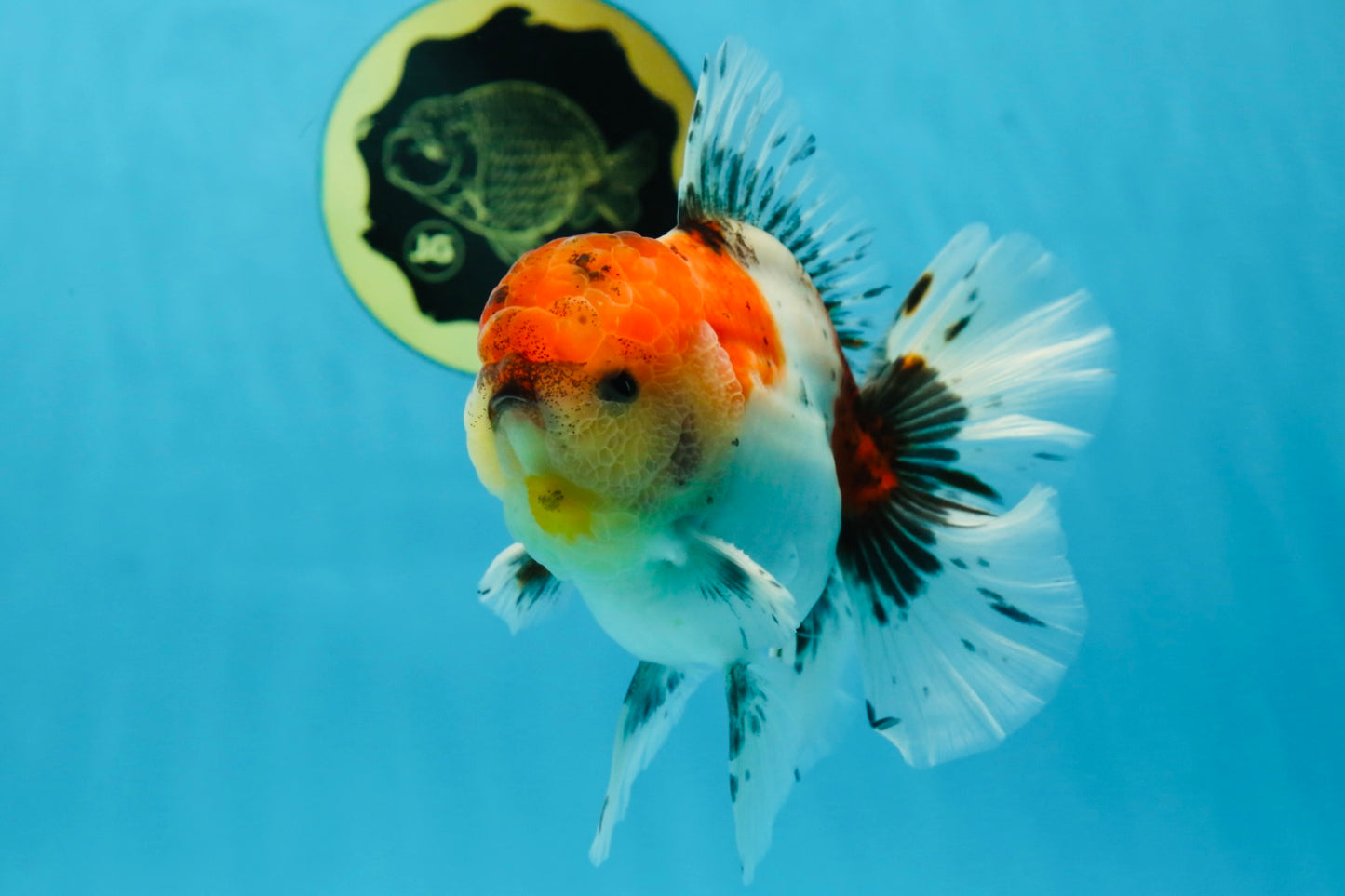 AAA Grade Godzilla Calico Sakura Button Eyes Oranda Male 5 inches #051625OR_17