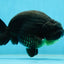 AAA Grade Hugh Back Black Ranchu 5-5.5 inches #050925RC_02