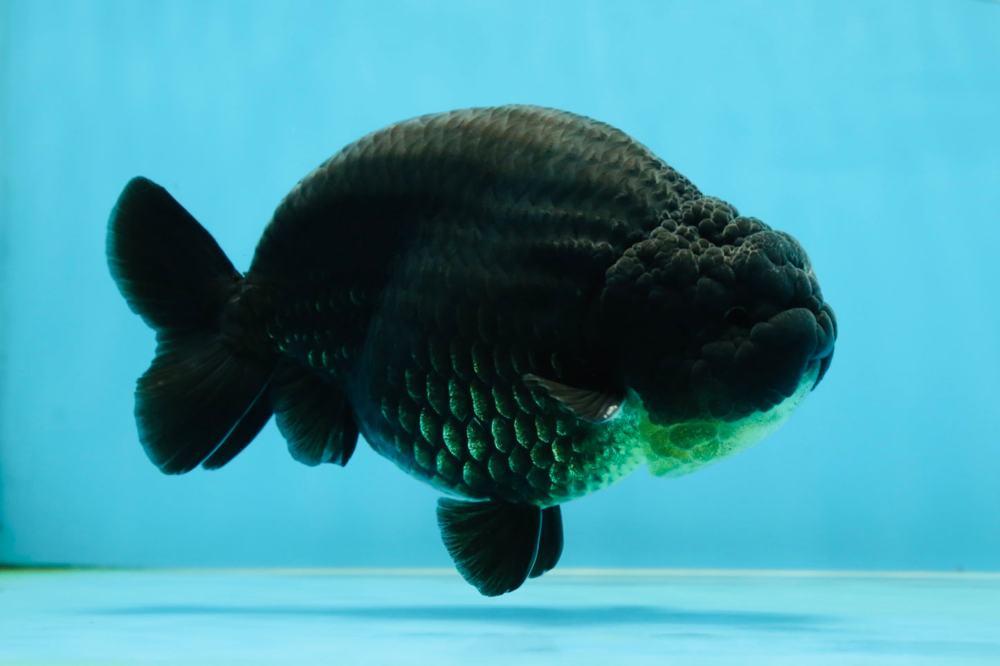 AAA Grade Hugh Back Black Ranchu 5-5.5 inches #050925RC_02