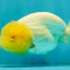 White LionChu Female 4 inches #050126LC_22