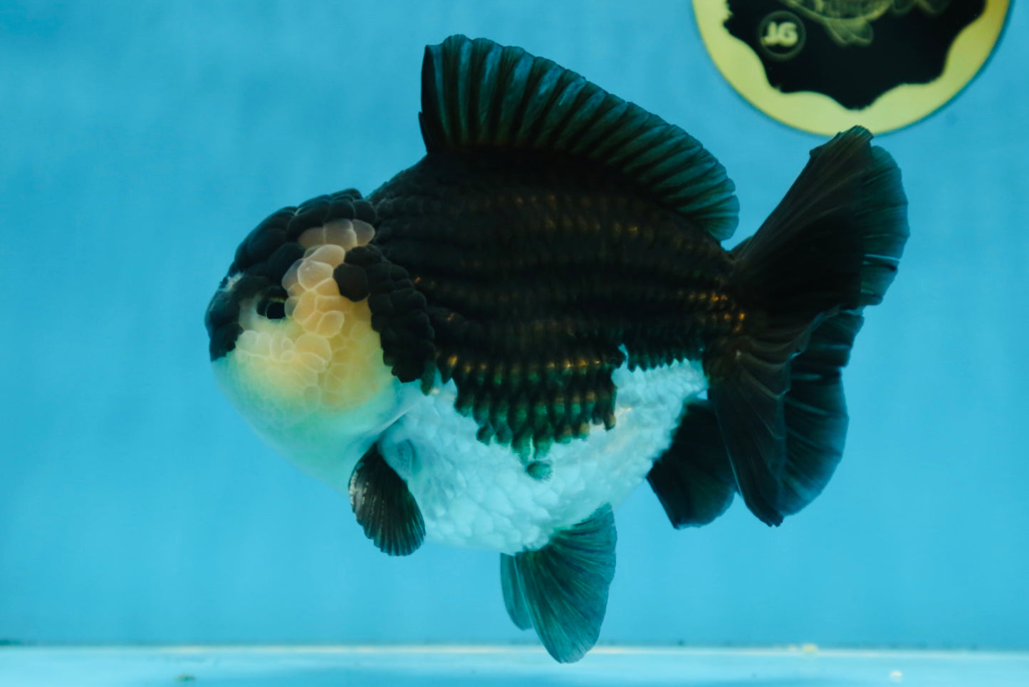 AAA Grade Panda Yuanbao Male 6 inches #091225YB_01