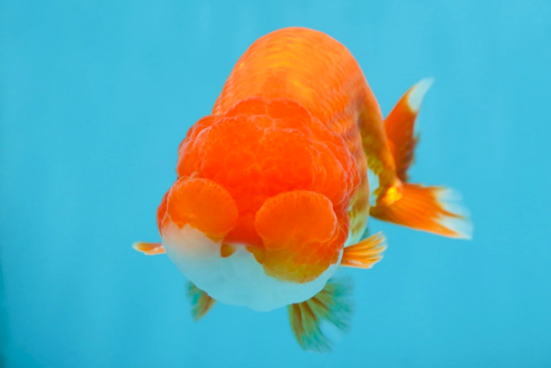 Red White Lionchu Male 4.5-5 inches #070425LC_11