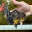 AAA Grade Tiger Oranda Female 5 inches #0119OR_07