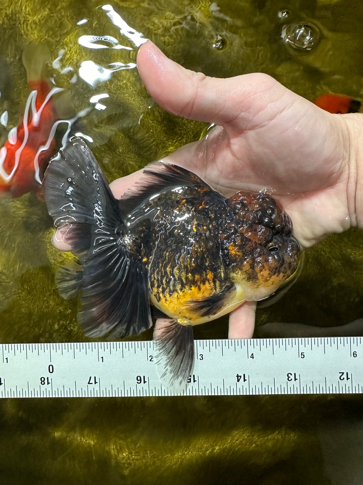 AAA Grade Tiger Oranda Female 5 inches #0119OR_07