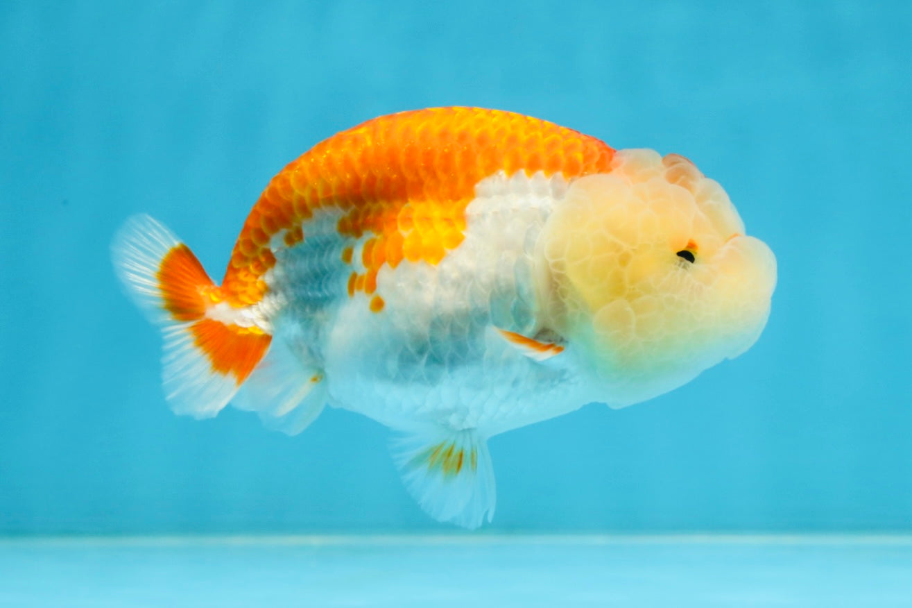 AAA Grade Young Red White LionQueen 4 inches #101025LC_05