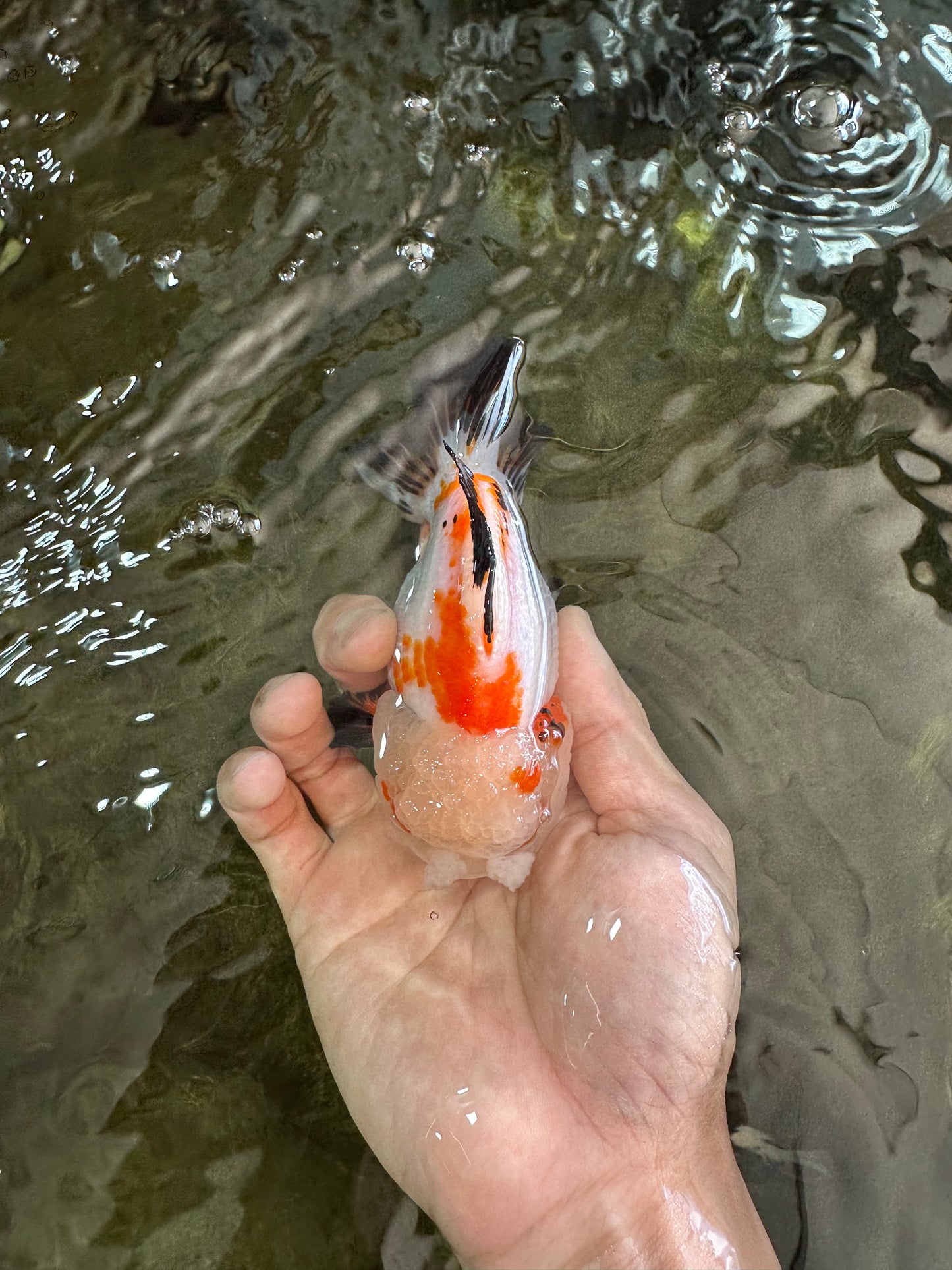 A Grade Pompom Tricolor Yuanbao Male 4 inches #052325YB_27