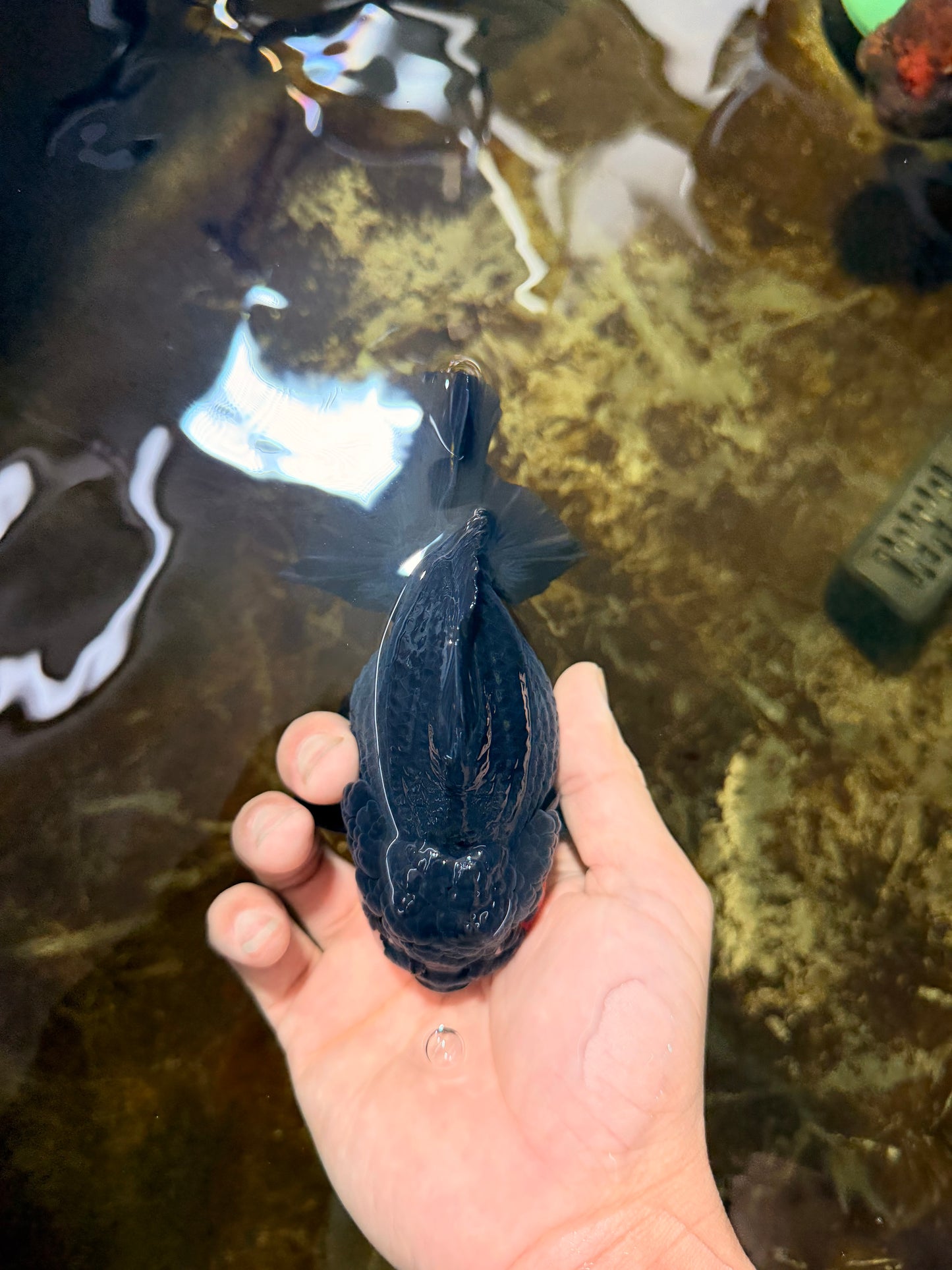 BATMAN A Grade Tricolor Yuanbao Male 5 inches #110725YB_08