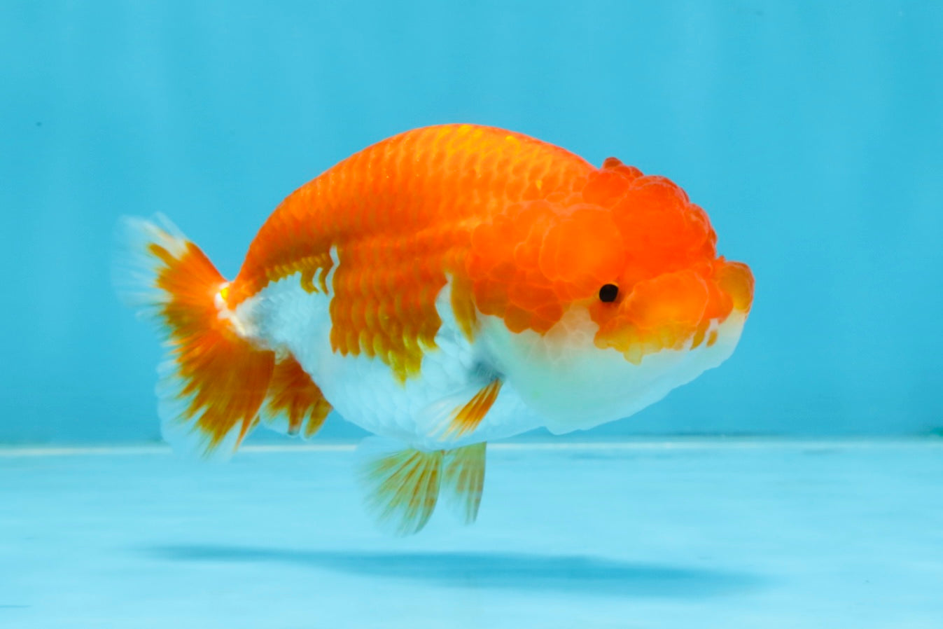 A Grade Red White LionQueen 4-4.5 inches #102425LC_15