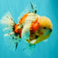 CHONKY AAA Grade Calico Oranda Male 6-6.5 inches #101626OR_21