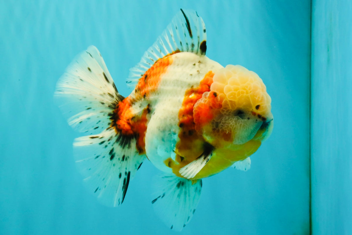 CHONKY AAA Grade Calico Oranda Male 6-6.5 inches #101626OR_21