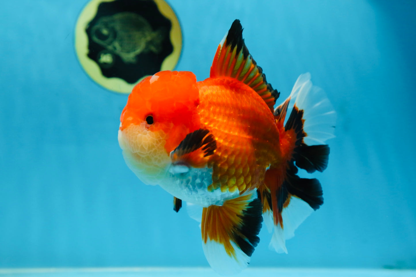 AAA Grade CHUBBY CHEEK Apache Oranda Male 5.5-6 inches #080825OR_19