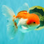 MARIO A Grade Red White Oranda Male 5.5-6 inches #101626OR_10