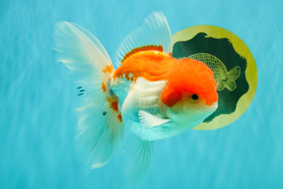 MARIO A Grade Red White Oranda Male 5.5-6 inches #101626OR_10