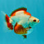 UNIQUE AAA Grade Red White Ryukin Male 4-4.5 inches #050126RK_01