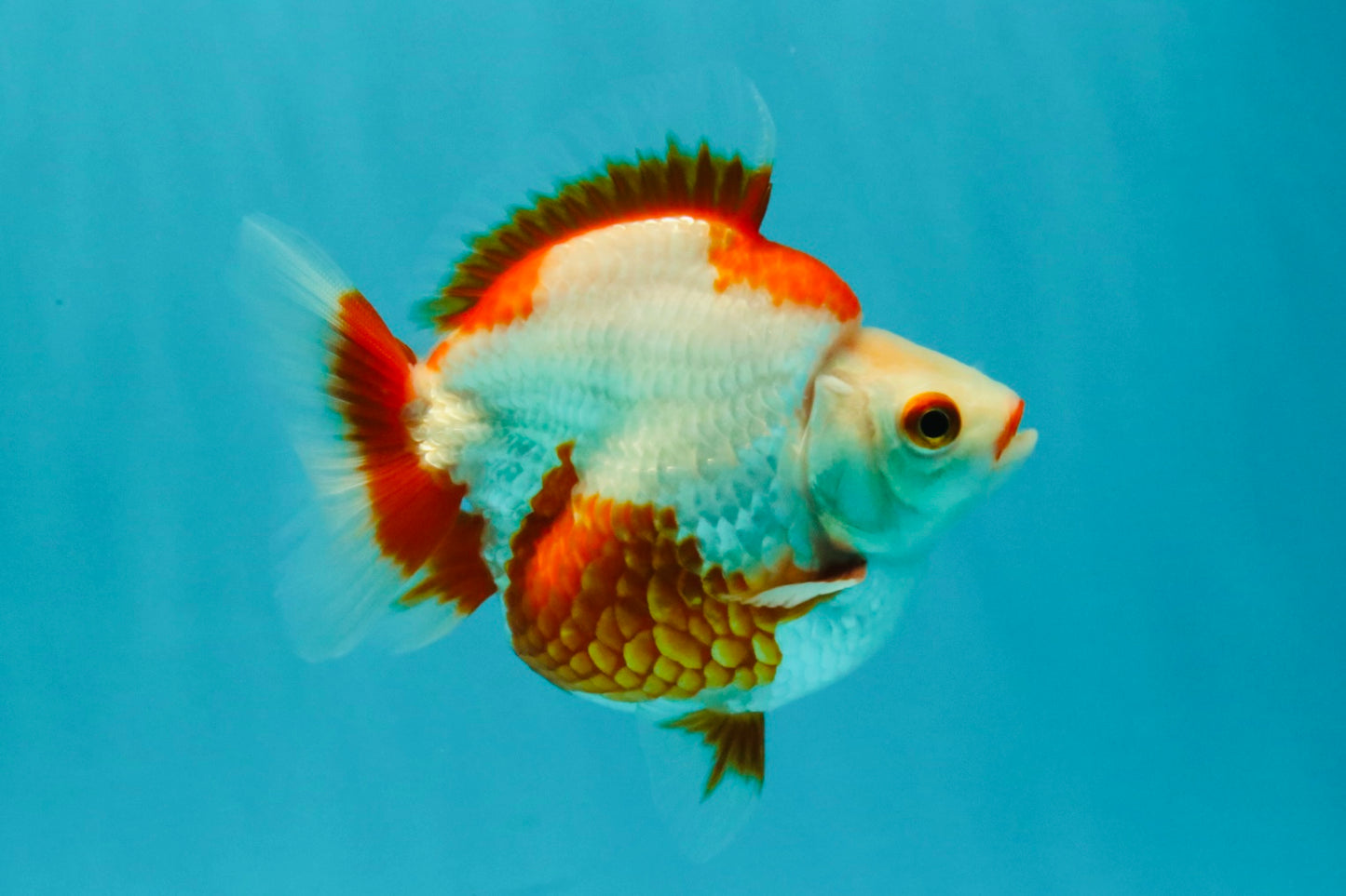 UNIQUE AAA Grade Red White Ryukin Male 4-4.5 inches #050126RK_01