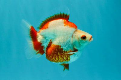 UNIQUE AAA Grade Red White Ryukin Male 4-4.5 inches #050126RK_01