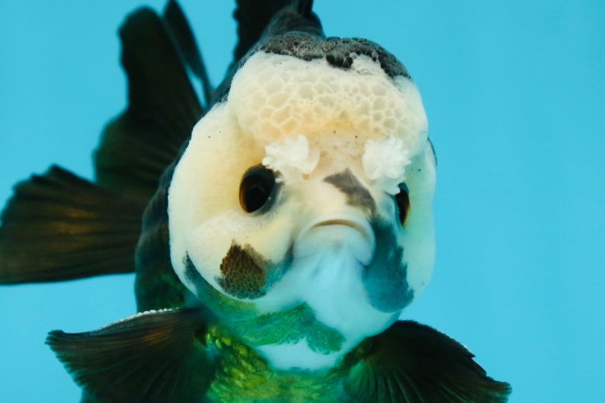 AAA Grade Pompom Panda Button Eyes Yuanbao Male 4 inches #050925YB_25