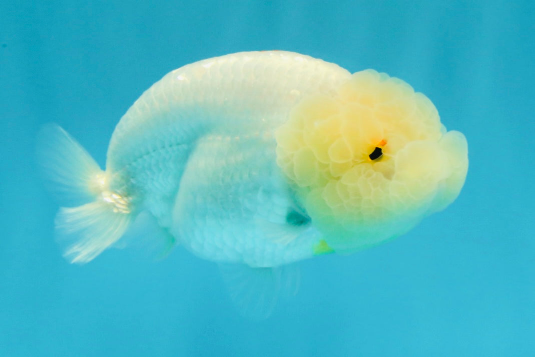 A Grade Dragon Head White LionQueen 4-4.5 inches #022726LC_23