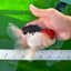 Red Head Tricolor Oranda Male 5.5 inches #0706OR_04