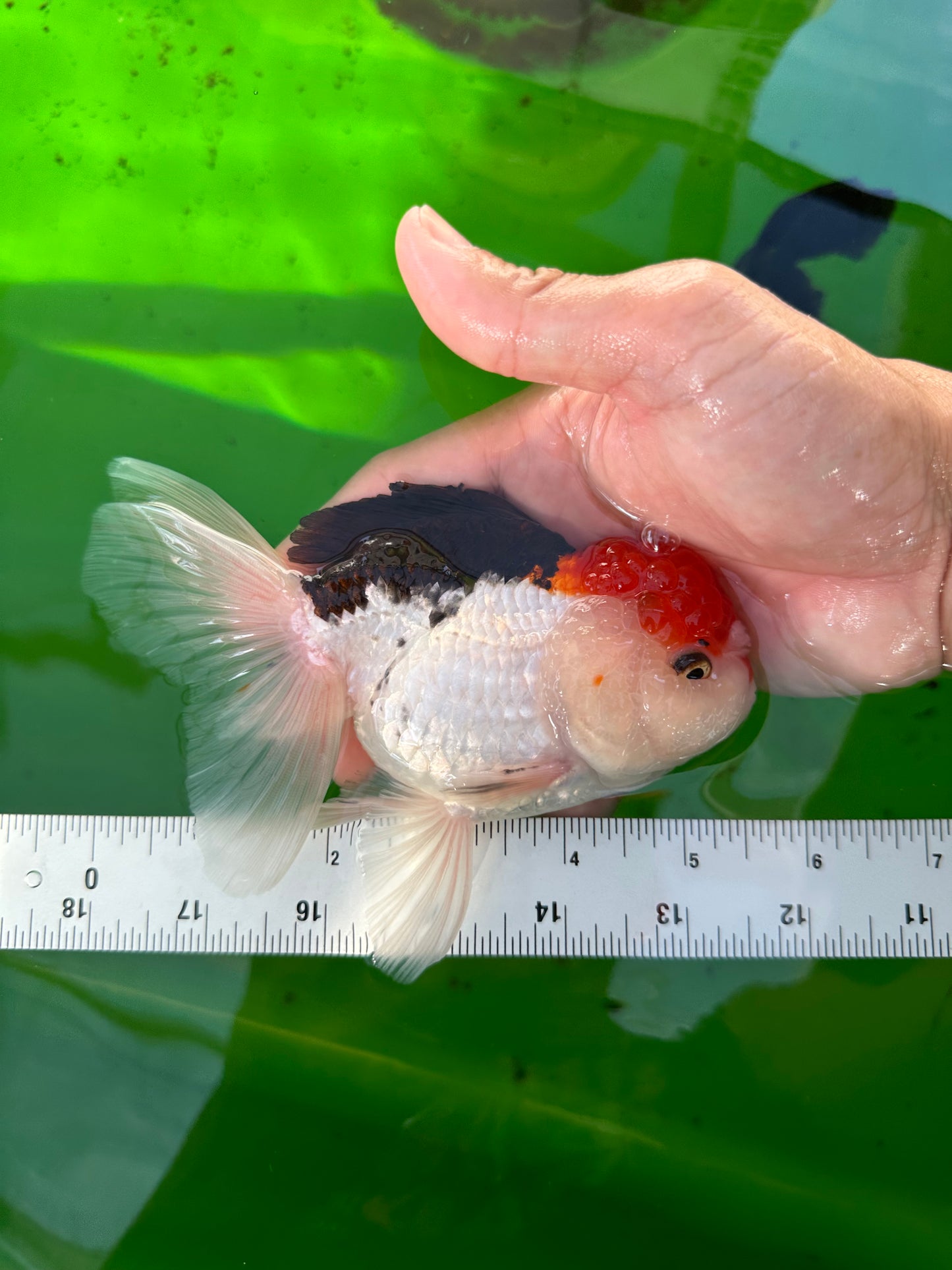 Oranda tricolor de cabeza roja, macho, 5,5 pulgadas, n.° 0706OR_04