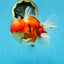 AAA Grade Godzilla Sakura Oranda Male 5.5 inches #080125OR_10