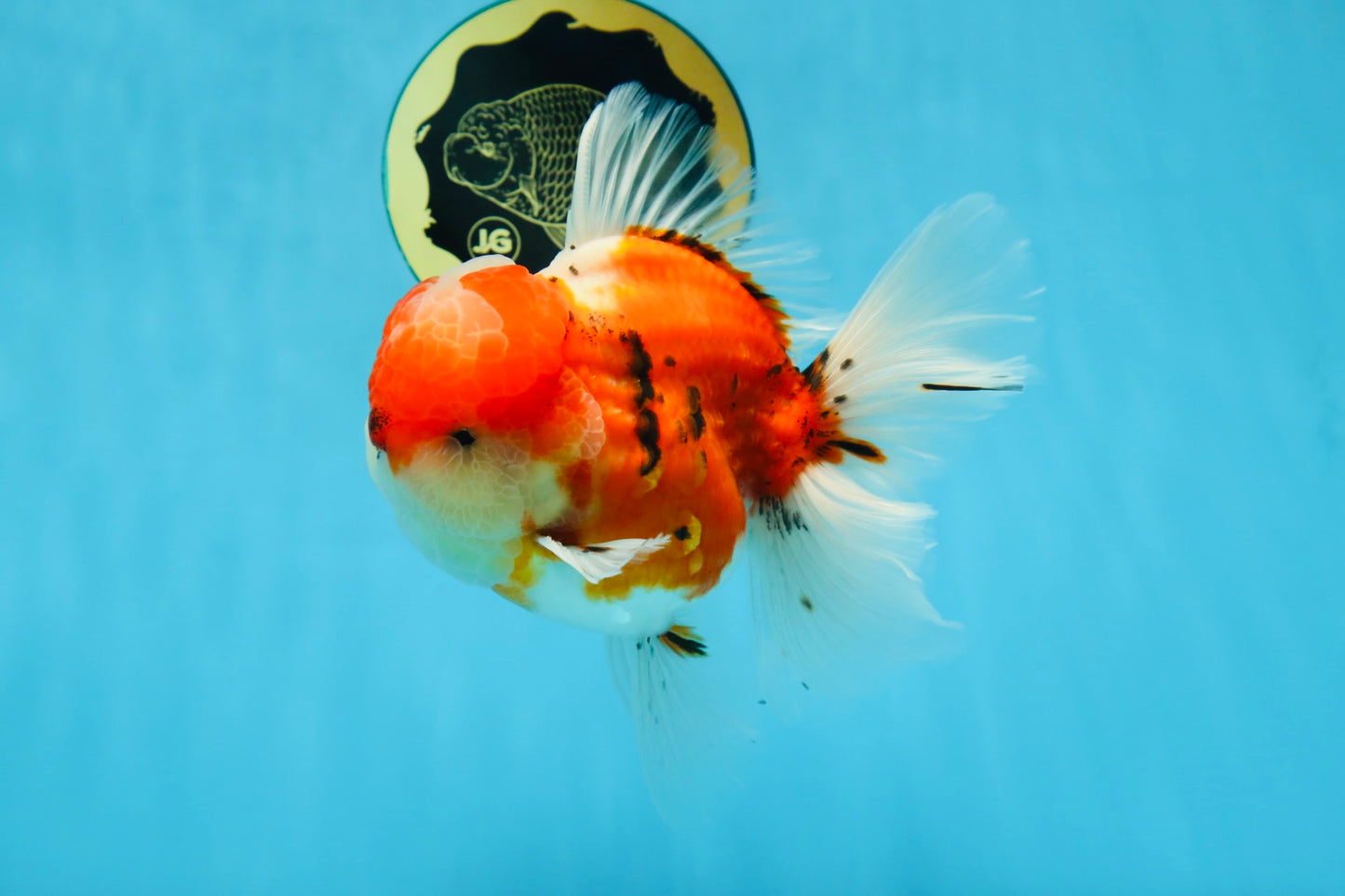 AAA Grade Godzilla Sakura Oranda Male 5.5 inches #080125OR_10