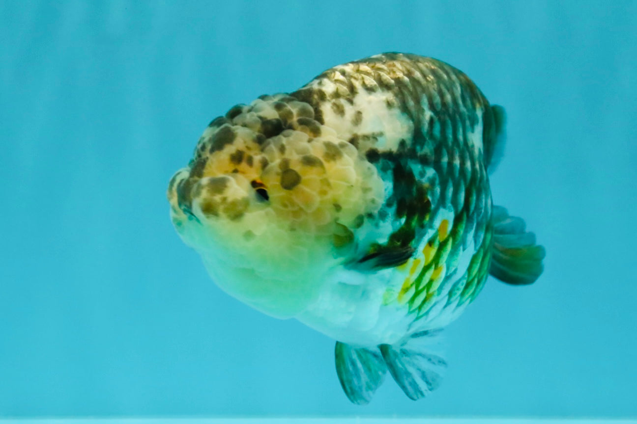 SPECIAL Pepper Calico Chinese Ranchu Female 6-6.5 inches #032026RC_30