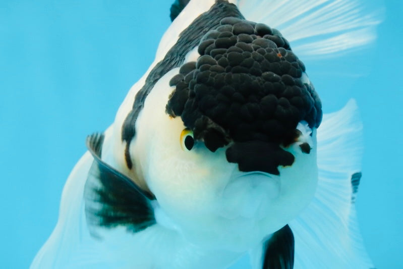 A Grade UNIQUE Panda Oranda Female 6-6.5 inches #091925OR_01