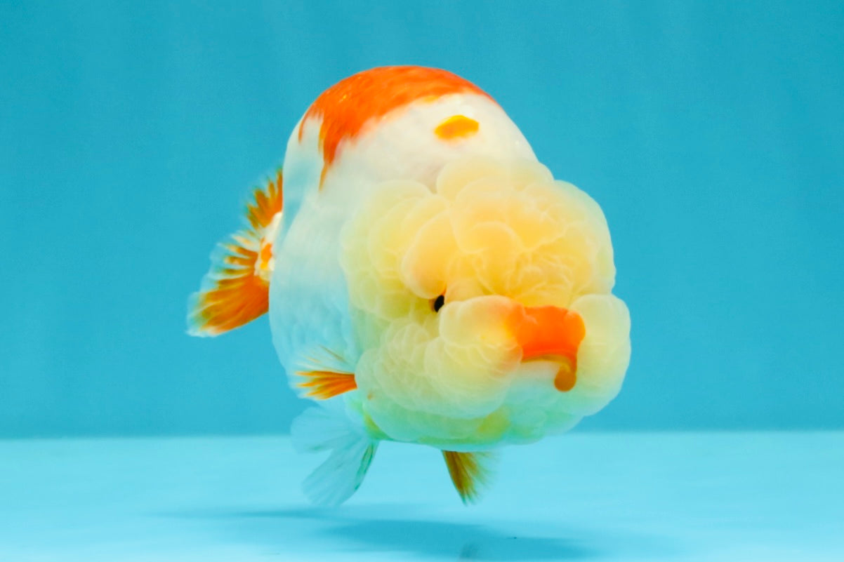 A Grade Red White LionQueen 4.5-5  inches #031326LC_09