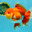 CHONKY AAA Grade Godzilla Red White Oranda Male 6.5-7 inches #022726OR_14