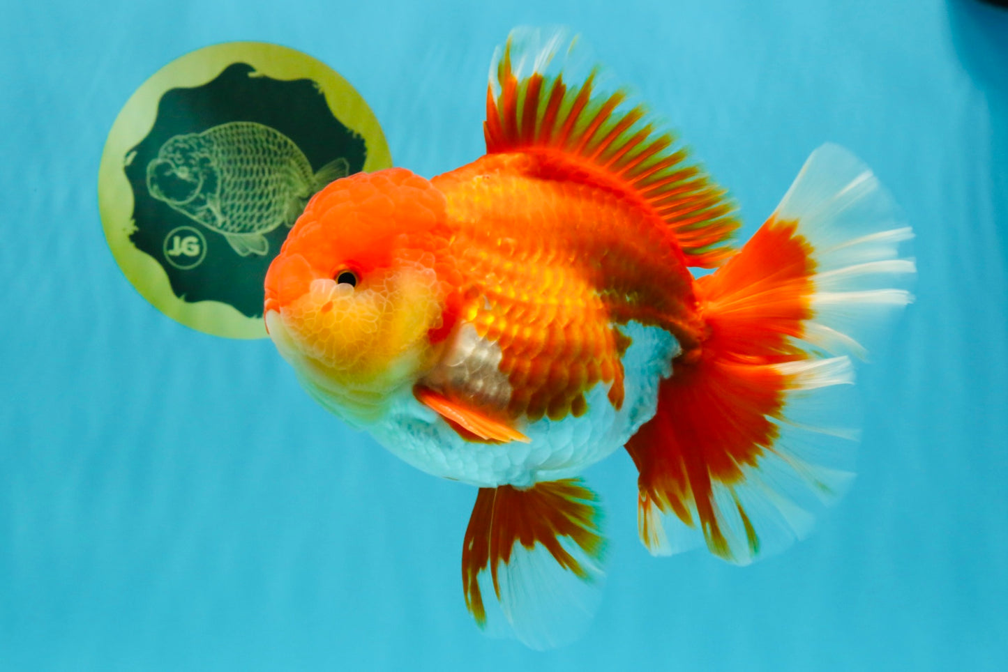 CHONKY AAA Grade Godzilla Red White Oranda Male 6.5-7 inches #022726OR_14