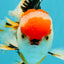 CHARLIE A Grade Tricolor Oranda Male 5.5 inches #032026OR_13