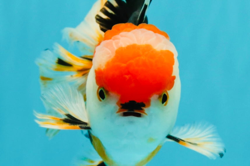 CHARLIE A Grade Tricolor Oranda Male 5.5 inches #032026OR_13