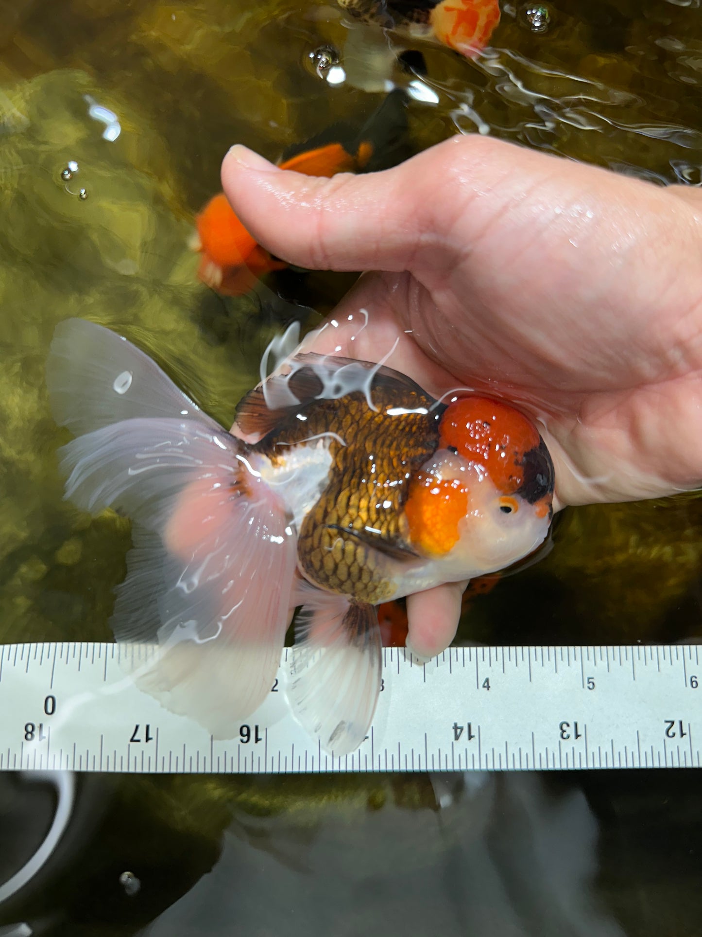 Young Tricolor Oranda Male 4.5 inches #061325_02