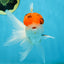 A Grade Tricolor Oranda Male 5.5 inches #062725OR_18