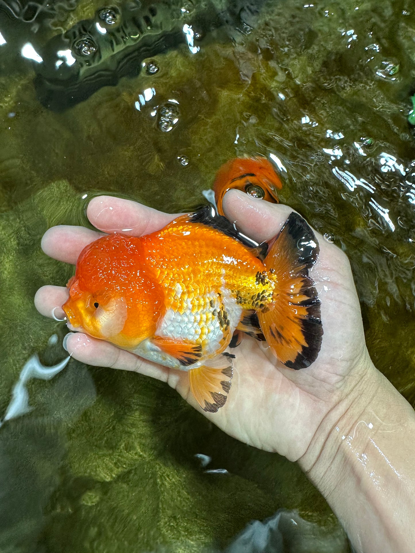 Pompom Tricolor Yuanbao Male 4.5 inches #060625YB_07