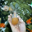 A Grade Grumpy Lemonhead Panda Oranda Female 5 inches #111524OR_13