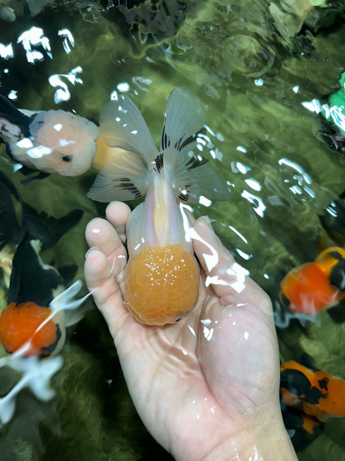 A Grade Grumpy Lemonhead Panda Oranda Female 5 inches #111524OR_13