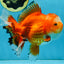 A Grade HAPPY Red White Oranda Female 5.5-6 inches #091925OR_11