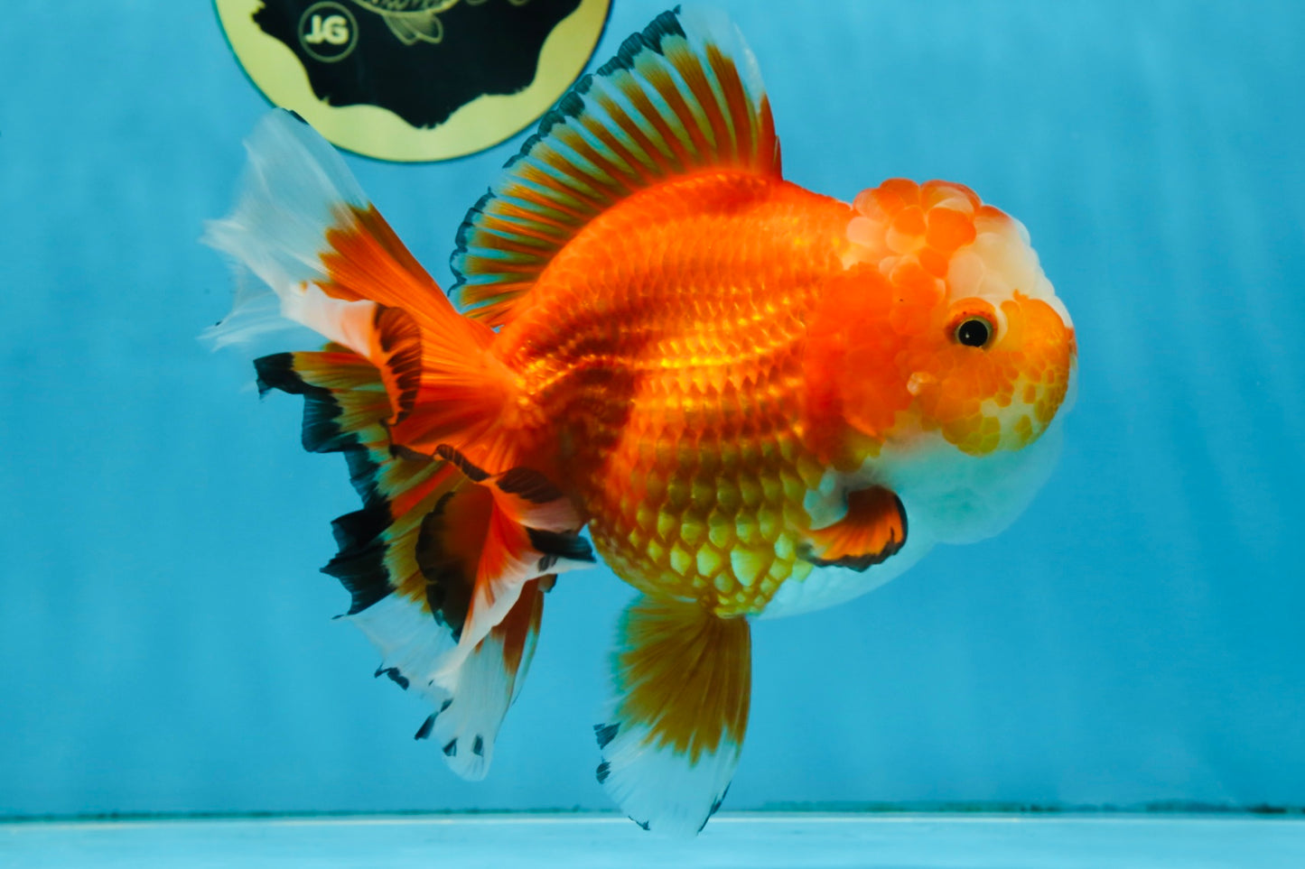 A Grade HAPPY Red White Oranda Female 5.5-6 inches #091925OR_11