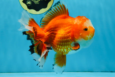 A Grade HAPPY Red White Oranda Female 5.5-6 inches #091925OR_11