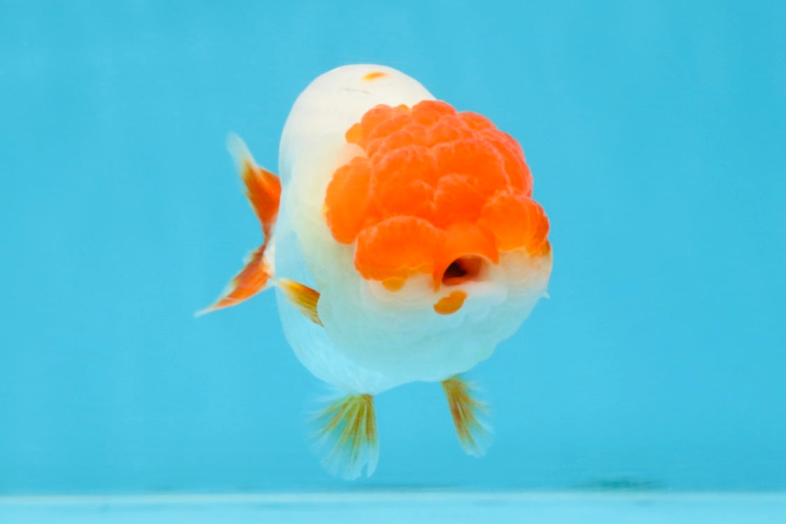 FLUFFY AAA Grade Red Head LionQueen 4-4.5 inches #102425LC_10