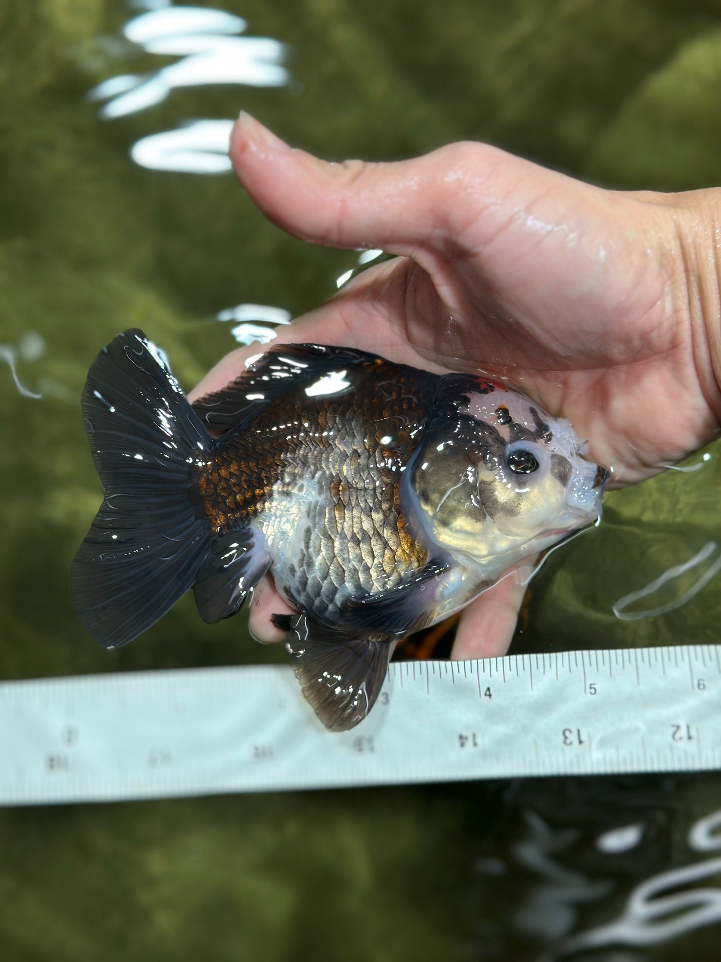 WHITE Pompoms Tricolor Yuanbao Male 5 inches #122024YB_08