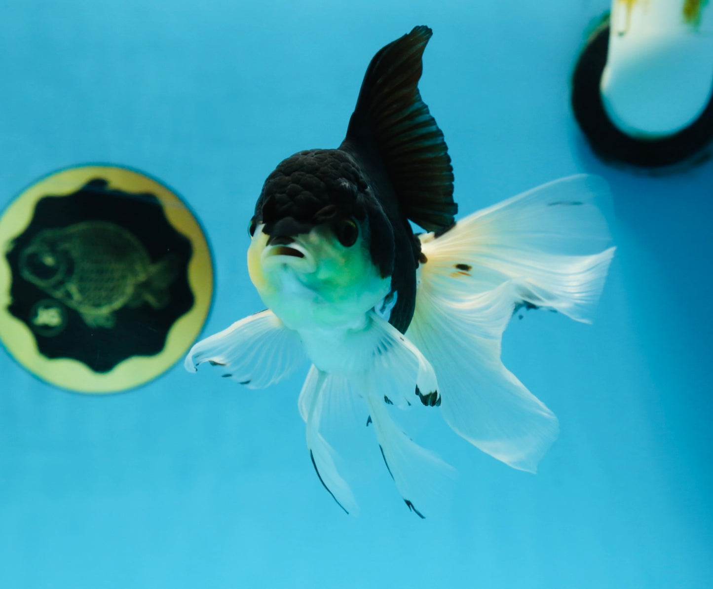 Fluffy Tail Panda Oranda Male 5.5 inches #072525OR_12