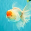 A Grade Special Heart Head Red White Oranda Male 6 inches #101626OR_01
