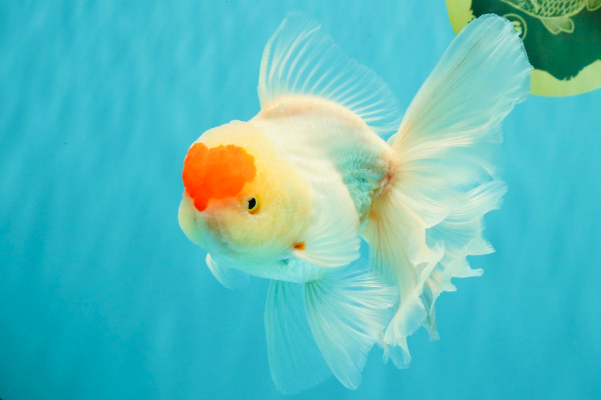 A Grade Special Heart Head Red White Oranda Male 6 inches #101626OR_01