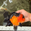 CHUBBY A Grade Apache Oranda Female 6 inches #071726OR_17